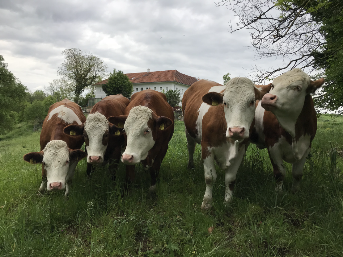 Glückliche Kühe auf einer Wiese